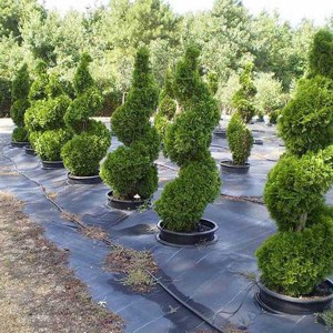 krušpán vždyzelený tvar kužeľ, buxus sempervirens, krušpán, kruspan, krušpán vždyzelený, kruspan vzdyzeleny, buxus, buxus tvar špirála 130cm