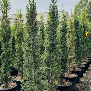 Céder atlaský Fastigiata, Cedrus atlantica Fastigiata stĺpovitá stálezelená ihličnatá drevina