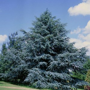 céder atlaský glauca, cedrus atlantica glauca