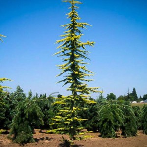 céder,atlaský,Glauca Aurea,Cedrus atlantica,ihličnany,stálezelené rastliny,zlaté ihlice,solitér,záhrady,parky