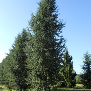 céder,atlaský,Glauca Fastigiata,Cedrus atlantica,ihličnany,stálezelené rastliny,stĺpovitý strom,solitér,záhrady,parky