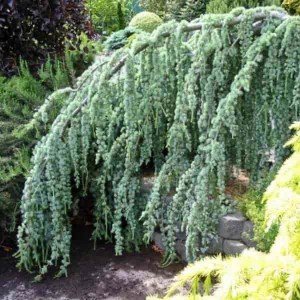 céder atlaský glauca pendula, strieborný, previsnutý céder, strieborný céder, céder atlaský, céder glauca pendula, céder atlaský glauca pendula 230-250cm