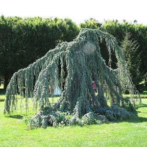 céder atlaský glauca pendula, strieborný, previsnutý céder, strieborný céder, céder atlaský, céder glauca pendula, céder atlaský glauca pendula 400-450cm
