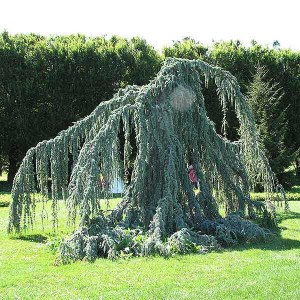 céder atlaský glauca pendula, strieborný, previsnutý céder, strieborný céder, céder atlaský, céder glauca pendula