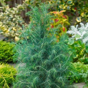 céder,himalájsky,Bushes Electra,Cedrus deodara,ihličnany,stálezelené rastliny,nízky krík,solitér,záhrady,parky