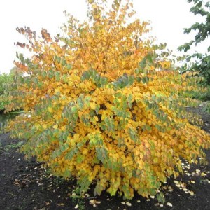 cercidovník japonský glowball, cercidiphyllum japonicum glow ball, cercidovník glowball, cercidovnik glowball, cercidovnik japonsky