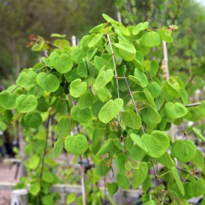 cercidovník japonský pendulum, cercidiphyllum japonicum, cercidovník, cercidovnik, cercidovnik japonsky, previslý cercidovník, cercidovník previslý, cercidovník previsnutý