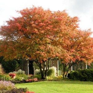 cercidovník japonský tvar viackmeň, cercidiphyllum japonicum, cercidovník viackmeň