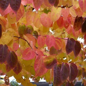 cercidovník japonský tvar viackmeň, cercidiphyllum japonicum, cercidovník viackmeň