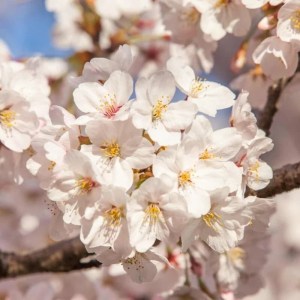 čerešňa japonská yedoensis,prunus yedoensis viackmeň,okrasný strom,biele kvety,ružové kvety,jarné kvitnutie,solitér,záhrada,park