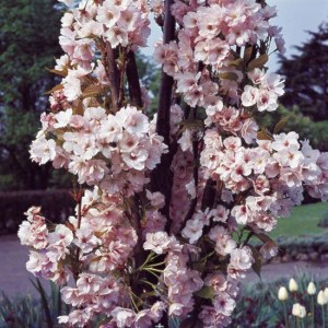 čerešňa pílkatá amanogawa, prunus serrulata amanogawa, čerešňa pílkatá, čerešňa, čerešňa amanogawa, okrasná čerešňa