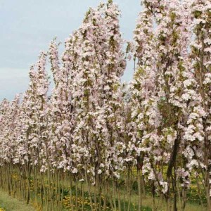 čerešňa pílkatá amanogawa, prunus serrulata amanogawa, čerešňa pílkatá, čerešňa, čerešňa amanogawa, okrasná čerešňa