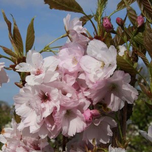 čerešňa pílkatá amanogawa, prunus serrulata amanogawa, čerešňa pílkatá, čerešňa, čerešňa amanogawa, okrasná čerešňa, čerešna pílkatá 350-400cm