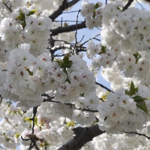 čerešňa pílkatá fukubana,čerešňa fukubana viackmeň,prunus serrulata fukubana,prunus serrulata viackmeň,okrasná čerešňa viackmeň,ružovo kvitnúca čerešňa,jarné kvitnutie strom,okrasný strom do záhrady,solitérny strom,parková výsadba 