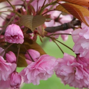 čerešňa pílkatá, ceresna pilkata, sakura, kanzan, prunus serrulata kanzan, prunus kanzan, Čerešňa pílkatá Kanzan, Sakura viackmeň, okrasná čerešňa viackmeň, kanzan viackmeň