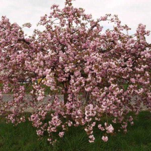 čerešňa pílkatá kiku shidare, ceresna pilkata kiku shidare, previsnutá sakura, previsnuta sakura, prunus serrulata kiku shidare, previsnuta sakura, prunus kiku shidare, čerešňa pílkatá kiku shidare 220-240cm