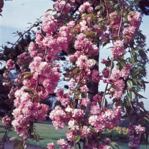 čerešňa pílkatá kiku shidare, ceresna pilkata kiku shidare, previsnutá sakura, previsnuta sakura, prunus serrulata kiku shidare, previsnuta sakura, prunus kiku shidare, čerešňa pílkatá kiku shidare 350-400cm