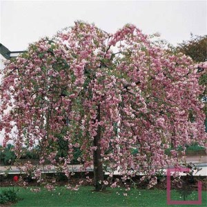 čerešňa pílkatá kiku shidare, ceresna pilkata kiku shidare, previsnutá sakura, previsnuta sakura, prunus serrulata kiku shidare, previsnuta sakura, prunus kiku shidare, čerešňa pílkatá kiku shidare 220-240cm