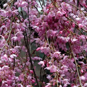 čerešňa pílkatá pendula rubra,prunus subhirtella pendula rubra,okrasný strom pendula,tmavo ružové kvety,previsnutý strom,solitérny strom,záhradný strom,parková výsadba,jarné kvitnuti