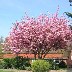 čerešňa pílkatá pink perfection tvar viackmeň, prunus serrulata pink perfection