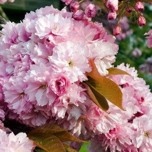 čerešňa pílkatá pink perfection tvar viackmeň, prunus serrulata pink perfection