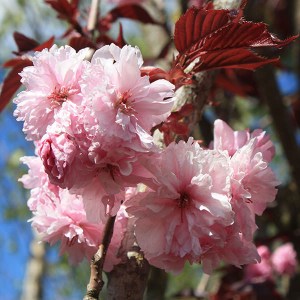 čerešňa royal burgundy, prunus serrulata royal burgundy, čerešňa, ceresna, čerešne, ceresne, prunus royal burgundy, ceresna royal burgundy,  prunus serrulata royal burgundy, čerešňa royal burgundy 350-400cm