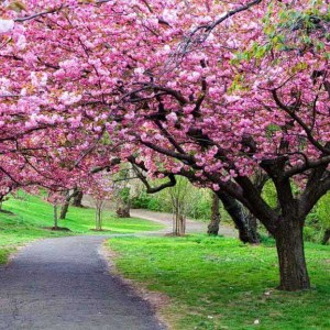 čerešňa pílkatá, ceresna pilkata, sakura, kanzan, prunus serrulata kanzan, prunus kanzan, čerešňa kanzan 130-150cm