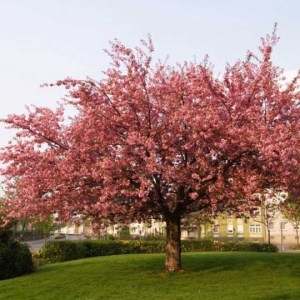 čerešňa pílkatá, ceresna pilkata, sakura, kanzan, prunus serrulata kanzan, prunus kanzan