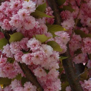 čerešňa pílkatá, ceresna pilkata, sakura, kanzan, prunus serrulata kanzan, prunus kanzan, čerešňa pílkatá kanzan 180-200cm