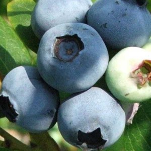 čučoriedka kanadská bluecrop, čučoriedka, čučoriedky, čučoriedka bluecrop, čučoriedka kanadská, čučoriedky kanadské