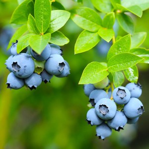 čučoriedka kanadská, čučoriedka, čučoriedka kanadská darrow, darrow, cucoriedka, vaccinium corymbosum darrow, vaccinium corymbosum