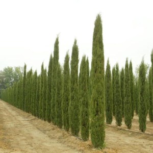 cyprus vždyzelený pyramidalis , cupressus sempervirens pyramidalis