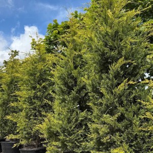 cyprusovec,leylandov,Cast. Gold,Cupressocyparis leylandii,ihličnany,stálezelené rastliny,živé ploty,vetrolamy,solitéry,veľké záhrady,parky