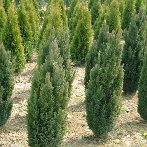 cypruštek lawsonov ellwoodii, cypruštek lawsonov, cypruštek elwoodii, cyprustek lawsonov ellwoodii, cyprustek lawsonov, cyprustek ellwoodii