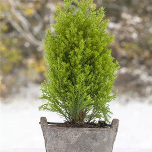 cypruštek lawsonov ellwoods gold, chamaecyparis pisifera filifera nana