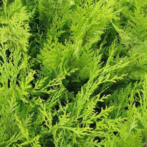 cypruštek lawsonov ivonne, chamaecyparis lawsoniana ivonne, cypruštek ivonne, cyprustek ivonne, ivonne