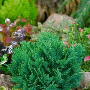 cypruštek lawsonov minima glauca., chamaecyparis lawson. minima glauca, cypruštek minima glauca, cypruštek, cyprustek minima glauca