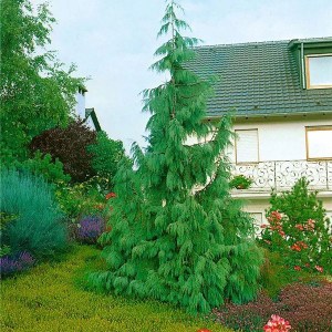 cypruštek nutkanský pendula, chamaecyparis nootkatensis pendula, cypruštek nutkanský, chamaecyparis, cyprustek nutkansky 60-80cm
