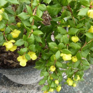 dráč bradavičnatá, berberis verruculosa, dráč, drác bradavicnata, berberis