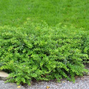 dráč bradavičnatá, berberis verruculosa, dráč, drác bradavicnata, berberis