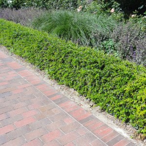 dráč bradavičnatá, berberis verruculosa, dráč, drác bradavicnata, berberis