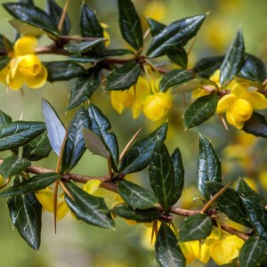 dráč bradavičnatá, berberis verruculosa, dráč, drác bradavicnata, berberis