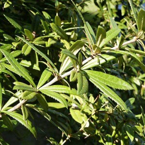 dráč júliin, berberis julianae, dráč, drac, berberis