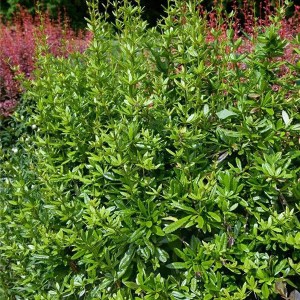 dráč júliin, berberis julianae, dráč, drac, berberis