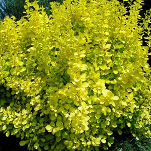 dráč thunbergov aurea, berberis, dráč, berberis aurea, zlatý dráč, dráč zlatý, dráč žltý