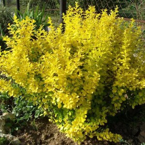 dráč thunbergov aurea, berberis, dráč, berberis aurea 