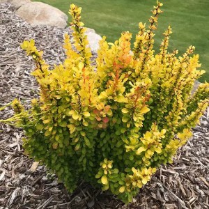 dráč thunbergov aurea, berberis, dráč, berberis aurea 