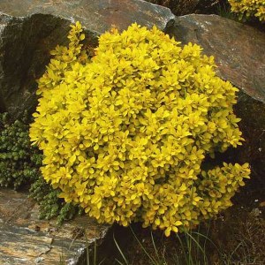 dráč thunbergov goldalita, berberis thunbergii goldalita