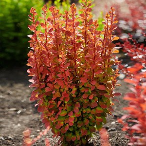 dráč thunbergov orange rocket , dráč orange rocket, berberis orange rocket