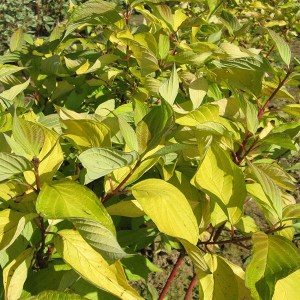 drieň biely aurea, cornus alba aurea, drieň biely, cornus, cornus alba, drieň, drien